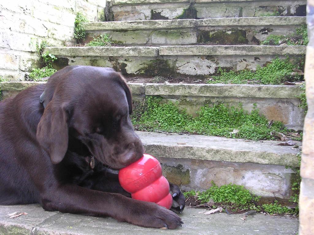 5. DOG TOYS TREAT DISPENSING WHICH TOY?