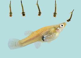 Mosquitofish: Gambusia affinis Eat a variety of aquatic insects and zooplankton Love to eat mosquito larva Relatively small 1.