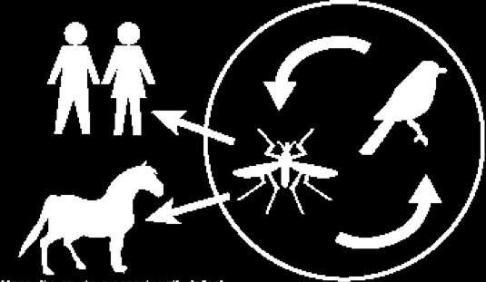 West Nile virus transmission cycle Dead-end transmission in humans and horses Maintenance cycle with bird reservoir Mosquito carriers occasionally infect humans