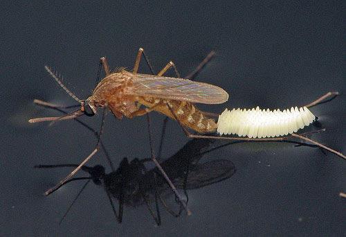 Adult female mosquitoes