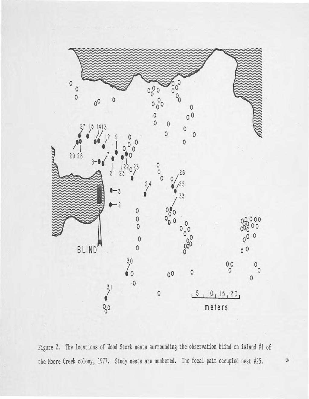 <bo o oo ooo o o o o Figure 2. The locations of Wood Stork nests surrounding the observation blind on island #1 of the Moore Creek colony, 1977. Study nests are numbered.