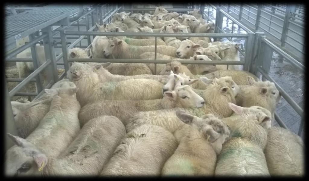 20 for 3 vendors. 287 DRAFT EWES Smaller entry met a improved trade up around 5 a head. Top of the day was 93.50 sold by John & Glenn Bealey of Torrington.
