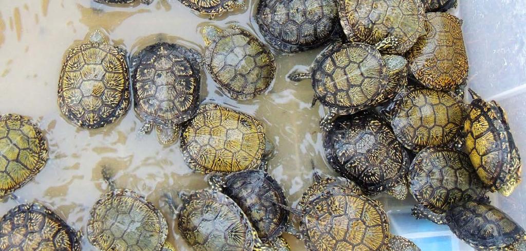 Project tools are the creation of a strategy and methodology for its eradication, the conservation of native tortoises populations, implementation