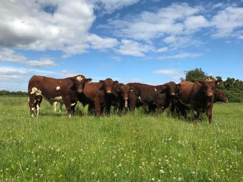 SHORTHORN AND LUING BULLS FOR SALE BVD accredited and vacinated. Johnes level 1.