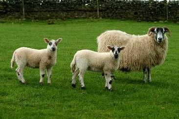 BLACKIE EWE WITH ABERFIELD X LAMBS The Innovis Aberfield is a superior crossing sire derived from an outdoor lambing nucleus flock that is run under commercial conditions at 1,000ft.