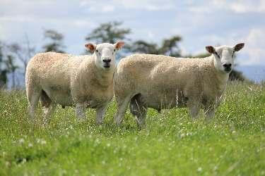RAM SALE WELCOME Over the past 18 months we have experienced everything in terms of weather, looking ahead it s not just weather that is unpredictable, Brexit will no doubt bring challenges, let s