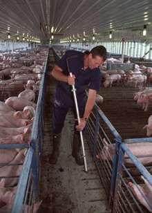 Occupational Health of Animal Workers One Health is Occ Health: Animals, Humans, Environments Occ Health