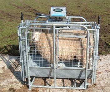 Irish sheep breeding programme Breeding Objectives Terminal Replacement Lambing Growth Meat