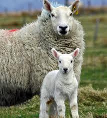 Irish sheep breeding programme Breeding Objectives Replacement Ewe traits Lambing Meat Health Milk