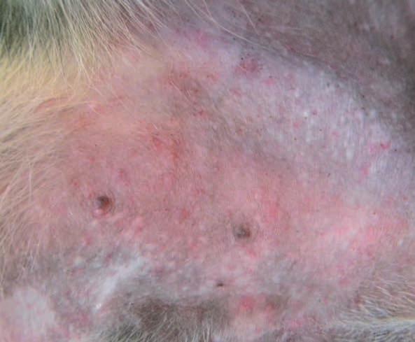 CLINICAL CASE 2 Lurcher with superficial pyoderma secondary to atopic dermatitis DR. PAUL S. COWARD EXAMINER PATIENT SIGNALMENT Clinician Dr. Paul S. Coward Species Canine Age 1.