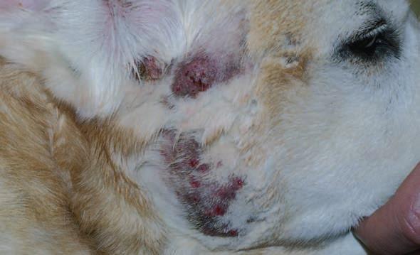 - Severe and acute facial pruritus. The dog receives a monthly spot-on treatment against fleas and is fed a good quality diet (Purina Derm).