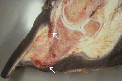 Sagittal section of a horse s foot with severe chronic laminitis.