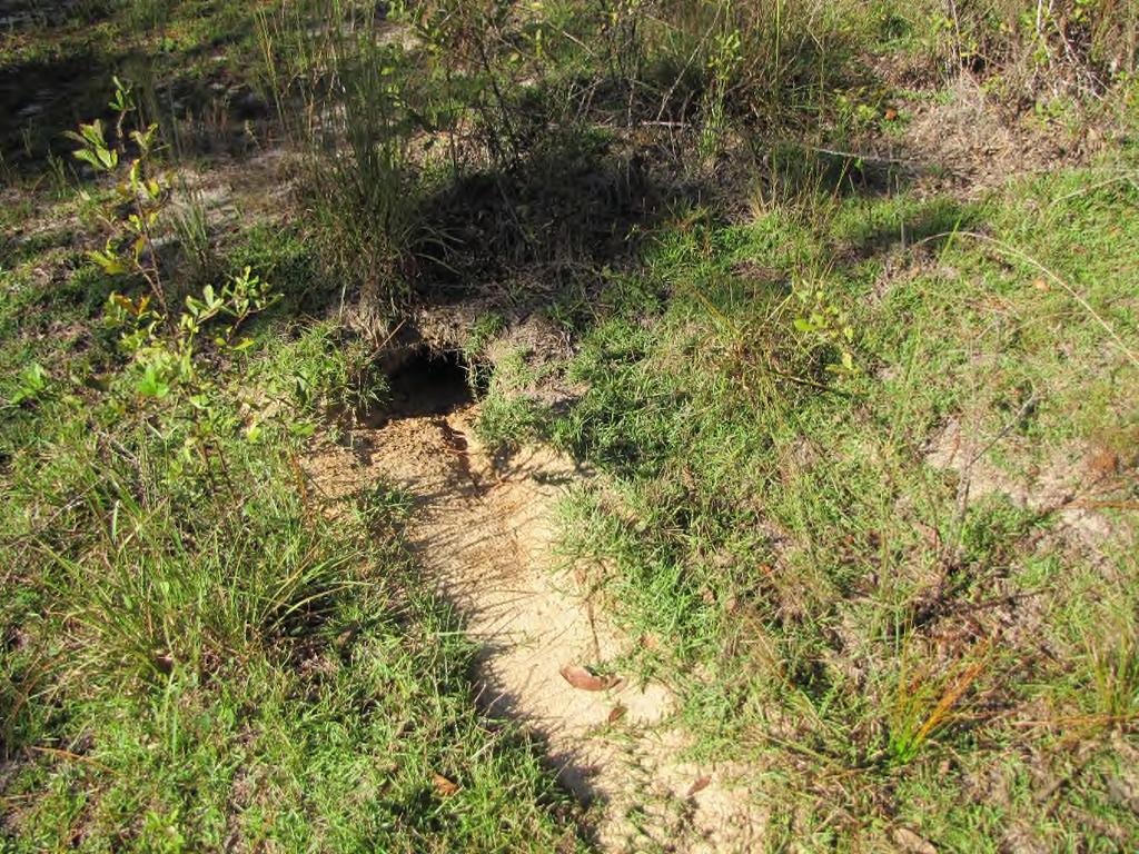 Active gopher tortoise burrow.