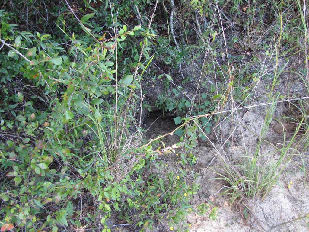 Active juvenile burrow.