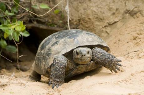 Gopher Tortoise (Gopherus polyphemus) Found in the