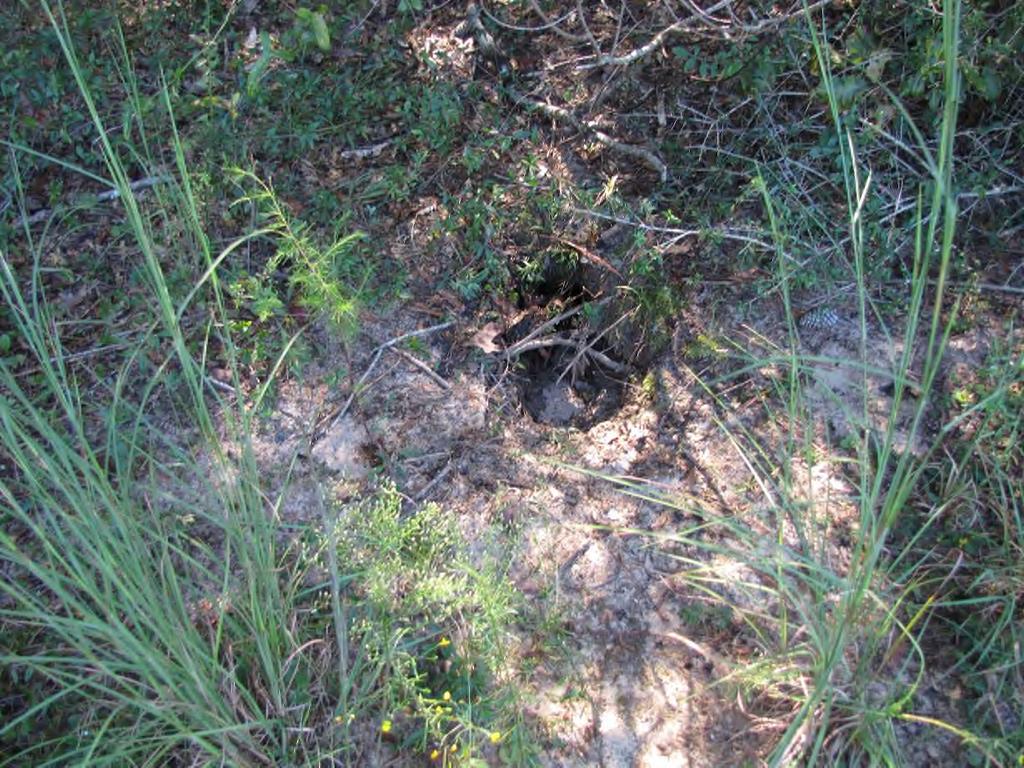 Yes, this is an old abandoned gopher tortoise burrow You can still see that the opening has a dome shape and you can see the remnants of the