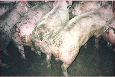 7--8 # -Fattening pigs -Floor type Partly slatted floor with slurry