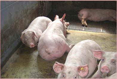 floor is prevented 7 # -Fattening pigs -Floor type Partly slatted