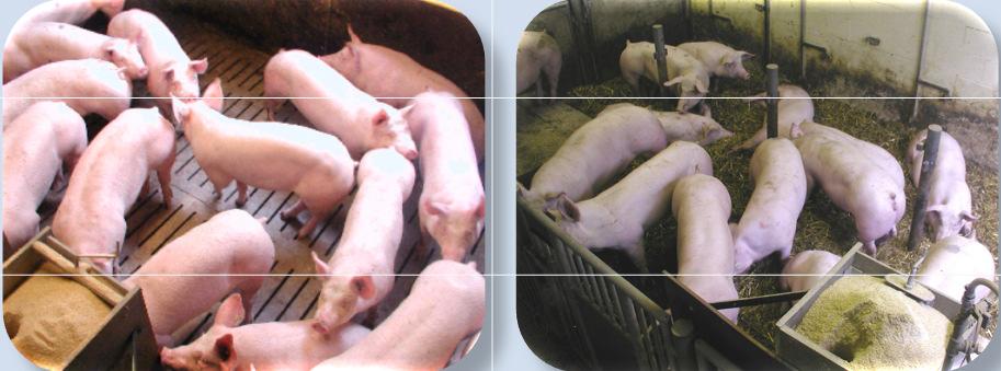 7--8 #3 -Fattening pigs -Floor type Fully slatted floor vs. straw-based deep litter batches of 3 pigs divided in groups kg kg Available floor space.7 m²/pig on slatted floor.