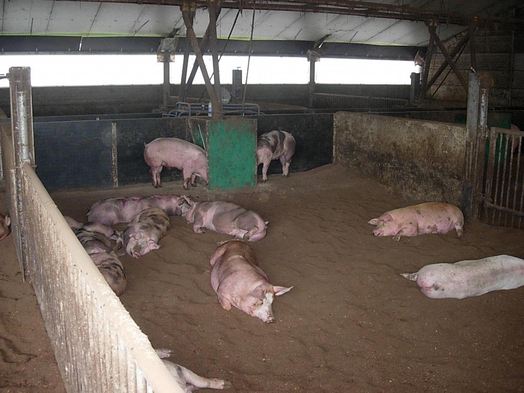 7--8 # -Fattening pigs -Floor type Straw-based deep litter with 3 different amounts of straw Effect of other type of litter #6 -Fattening pigs -Floor type