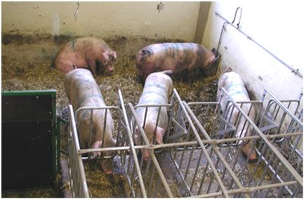 7--8 #7 Gestating sows-floor type Deep litter -permanent use of feeding stalls as