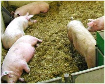 litter 4 batches of gestating sows divided in groups Classic diet (Restricted diet)