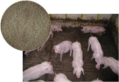 7--8 #9 Gestating sows-diet use of fibres (SBP) straw litter vs partly slatted