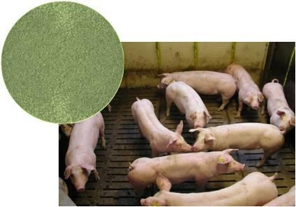 (SBP) slatted floor batches of 4 pigs divided in groups Classic diet (8% NSP)