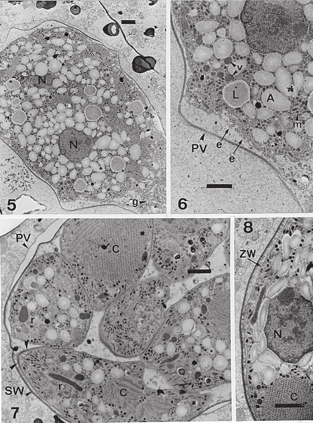 PAPERNA I. Figs 5-8. Electron micrographs of sporocysts and sporozoites of Hemolivia mauritanica from gut contents of Hyalomma aegyptium, scale bar = 1 µm. Fig. 5. Premature sporocyst (g golgi apparatus, N nucleus).