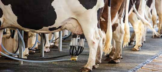 WHEN TO CONSIDER EXTENDED TREATMENT Both Streptococcus uberis and Staphylococcus aureus are not only highly prevalent globally in dairy cows with mastitis, they are also notoriously difficult to