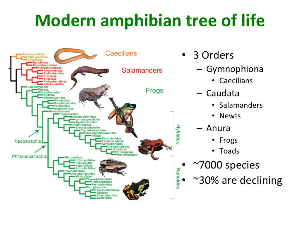 So what are the modern day amphibians. We have 3 orders of amphibians. We will start at the top with the Order- Gymnophonia- which is a group of limbless amphibians.