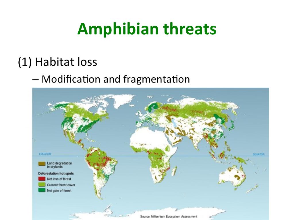 Now we ll talk about what is threatening amphibian popula,ons? The largest cause to declines is habitat loss- in the forms of destruc,on, modifica,on, and fragmenta,on of habitat.