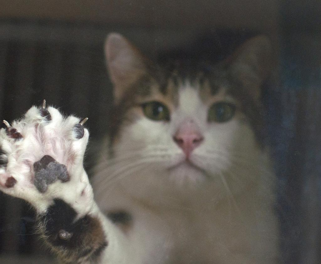 Declawing Declawing is the surgical removal of the first joint of the cat s paw. It is an unnatural and painful way of dealing with a behavior that can be annoying to us but is normal for cats.
