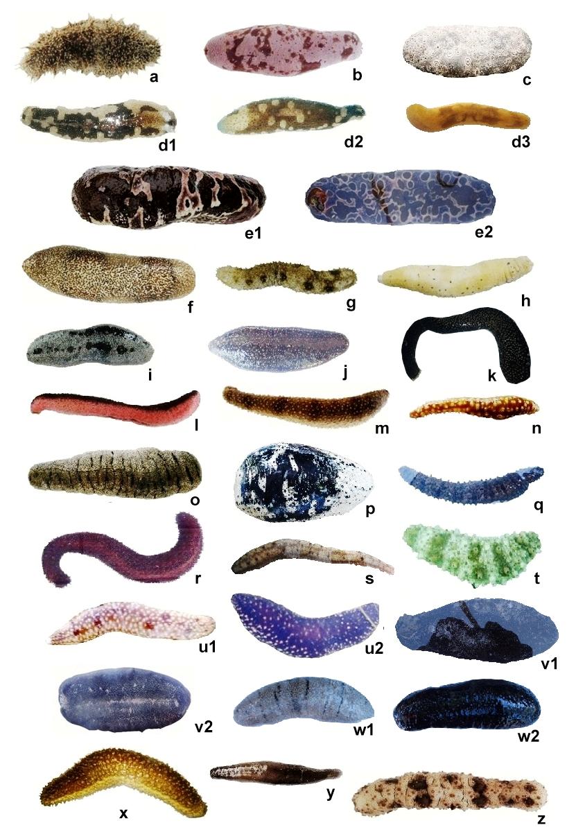 Annex A Order Aspidochirotida, Family Holothuriidae: (a) Actinopyga echinites; (b) A. lecanora; (c) Bohadschia argus; (d1, d2, & d3) B. marmorata variants; (e1 & e2) B. ocellata; (f) B.