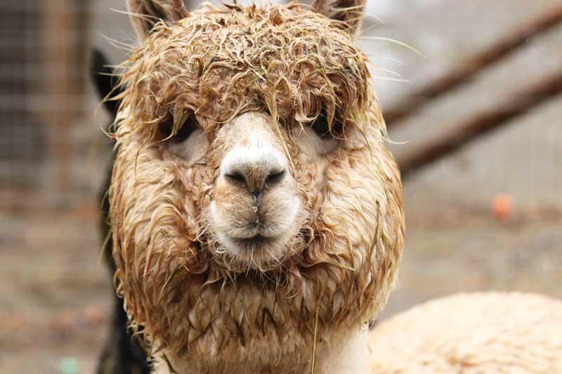 Ivanhoe, a rain-soaked alpaca, having what can only be