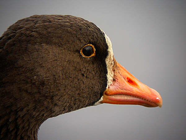 THE HOLLINGWORTH GREENLAND WHITE-FRONTED GEESE AN OVERVIEW OF THEIR REMARKABLE SAGA by Simon Hitchen and Ian McKerchar (Photo by Simon Hitchen) White-fronted Goose has always maintained a very scarce