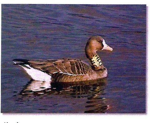 Above: The neck-ringed bird of 1998 at Hollingworth Lake. (Videograb by Ian Kimber) Information from A.