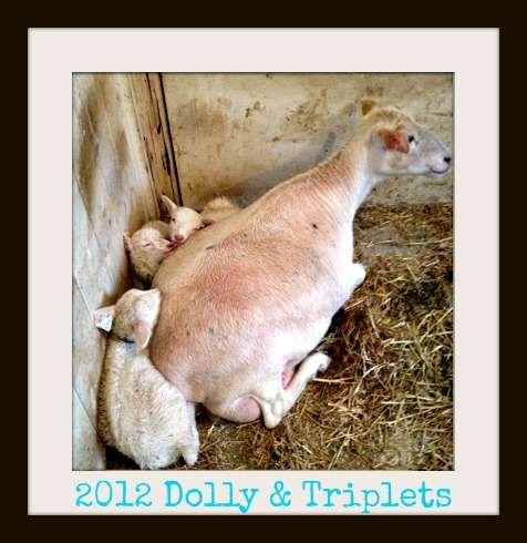 GOODBYE DOLLY: A EWElogy For many of us, raising sheep is a joy and blessing. However, we must sometimes say goodbye to those animals we love.
