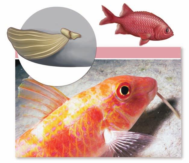 A variety of physiological factors control the exchange of gases between the bloodstream and the swim bladder.