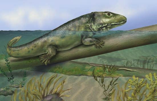 Amphibians first became common during the Carboniferous period (360 to 280 mya).
