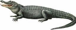 Approximate Number of Living Species 3800 Squamata, suborder Serpentes Snakes No legs; move by slithering; scaly skin is shed periodically; most are terrestrial 3000 Rhynchocephalia Tuataras Sole