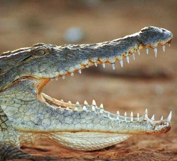 Most lizards and snakes are carnivores, preying on insects and small animals, and these improvements in jaw design have made a major contribution to their evolutionary success.