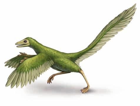 Key characteristics of birds are feathers and a lightweight skeleton Modern birds lack teeth and have only vestigial tails, but they still retain many reptilian characteristics.