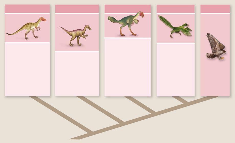 Figure 35.27 The evolutionary path to the birds. Almost all paleontologists now accept the theory that birds are the direct descendants of theropod dinosaurs.