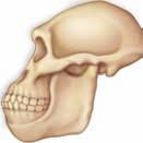 Ardipithecus ramidus Australopithecus boisei Sahelanthropus tchadensis Australopithecus robustus 7.5 7 6.5 6 5.5 5 4.5 4 3.5 3 2.5 2 1.5 1 0.