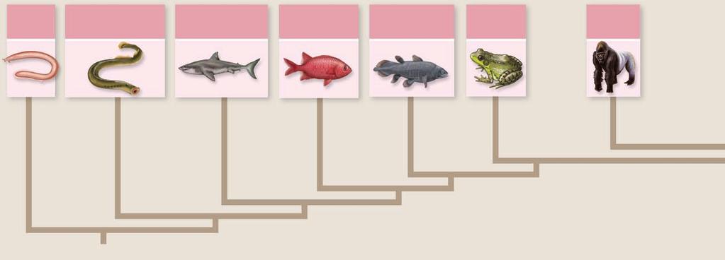 Myxini (hagfish) Cephalaspidomorphi (lampreys) Chondrichthyes (cartilaginous fishes) Actinopterygii (ray-finned fishes) Sarcopterygii (lobe-finned fishes) Amphibia (amphibians) Mammalia (mammals)