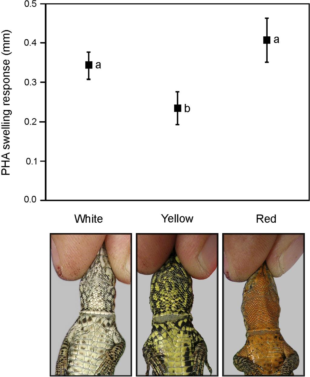 Short Notes 409 Figure 1. PHA swelling response of the three colour morphs of male common wall lizards.