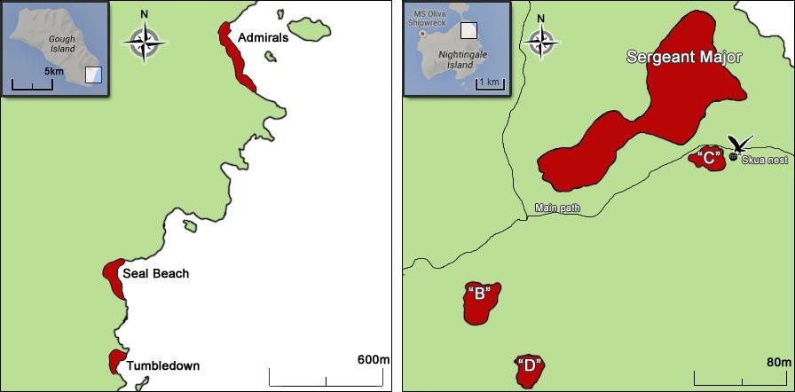 Field work Gough Island In 2012 and 2013, three colonies on the south-east coast of Gough Island (Figure 4, left) were used to record breeding success for this study: Admirals (40.343 S, 9.