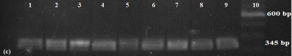 Lane 9: Gene ruler (Invitrogen). 1c) gyrb gene.
