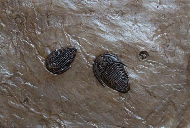 TRILOBITE Corynexochida # 9F20 Ammonite with a pair of trilobites ( tri lo bites ) from the Order Corynexochida, an order